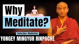 Why Meditate? - Yongey Mingyur Rinpoche | LSE 2018 【C:Y.M.R Ep.3】