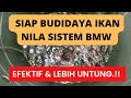 Budidaya Ikan Nila 300 Ekor di Ember Sistem BMW