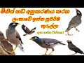 Common Myna In Sri Lanka ගොවිතැන වලට ලොකු සහායොගයක් වන මයිනා