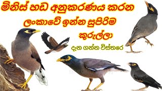 Common Myna In Sri Lanka ගොවිතැන වලට ලොකු සහායොගයක් වන මයිනා