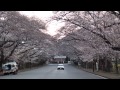 2013年千葉小林牧場の桜