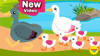 Five Little Ducks | #fivelittleducks | NummiTV