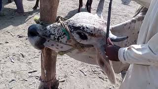 Cow horn cutting-Horn cutting