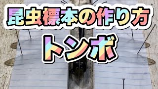 オオクワガタ飼育　番外編　～昆虫標本の作り方（クロスジギンヤンマ）～