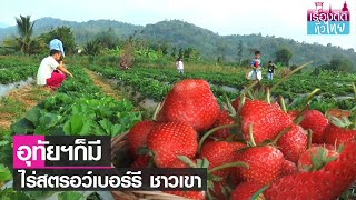 ปลูกสตรอว์เบอร์รี สร้างรายได้ กลายเป็นจุดเช็กอิน  | เรื่องดีดีทั่วไทย | 23-2-66