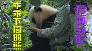 20210325 彪拔耐心等圓寶下樹，不負所望今日是小乖寶 The Giant Panda Yuan Bao