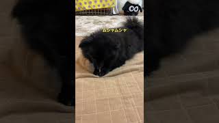 おやつタイム#shorts #黒ポメ #犬