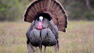 Magnificent Strutting Osceola TURKEYS in the Big Cypress!