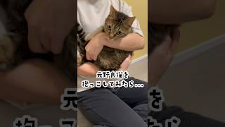 抱っこされた猫が暴れた結果… #shorts #保護猫 #cat #猫のいる暮らし #鳴き声 #野良猫