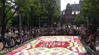 鮮やか花びらの絵　札幌でフラワーカーペット　夜にはライトアップ （2017/06/23）北海道新聞