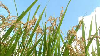 嬬恋の秋  稲穂  蒼い空  爽やかな風