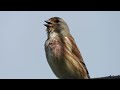 2024 0428 linnet singing m