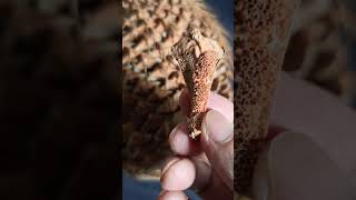 Male cone of Cycas sp. plant