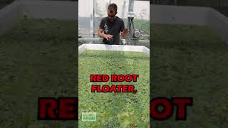 How To Make RED ROOT FLOATERS MORE RED!