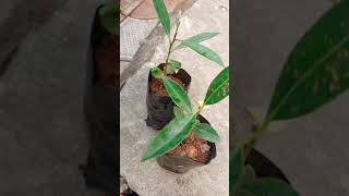 Magilam maram #magilampoo #maligampoomaram #gardening #plantnurseryinernamkulam