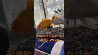 金魚かわいい。砂掃除したら不機嫌そう。#Goldfish #金魚