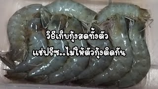 💢วิธีเก็บกุ้งสดแช่แข็ง ตัวกุ้งไม่ติดกัน รู้งี้ทำนานแล้ว💢