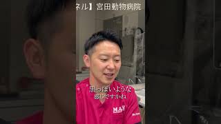 【宮田動物病院】Q.正常な耳の汚れは何色ですか？＃shorts＃切り抜き