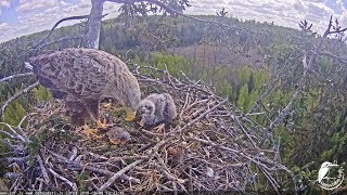 LDF Jūras ērglis~Fishby Raimis  and feeding the younger one~12:39 PM 2019/05/08