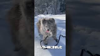 秋田犬長毛カイ雪を探して雪歩きニシウレ峠