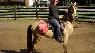 PJ, Jubilee Star Bred Buckskin Gelding $5,000