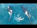 Orca Killer Whale Hunt Sea Lion FULL