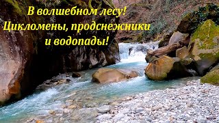 В волшебном лесу! Цикламены, подснежники  ,водопады и другие фикусы! 🌴ЛАЗАРЕВСКОЕ СЕГОДНЯ🌴СОЧИ.