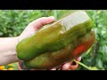 Pepper Harvest And Some Growing Tips For Clay Soil-When To Harvest Tomatillos