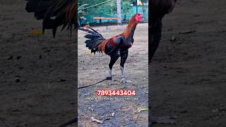 @harshafarms RAVINDRA gari punjulu top quality breed available #pandem #rooster #topquality