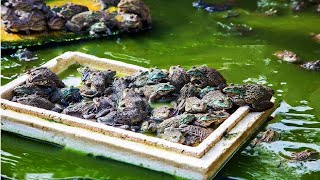 Asian Frog Farming - How to Frog farming step by step