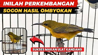 UPDATE SOGON OMBYOKAN❗LANGSUNG MAKAN ULAT KANDANG CALON MASA DEPAN CERAH❗