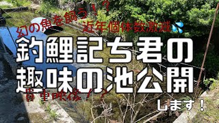 【渓流釣り】巨大魚いる趣味の池公開します幻の魚も巨大化！？【貴重映像】【県天然記念物】