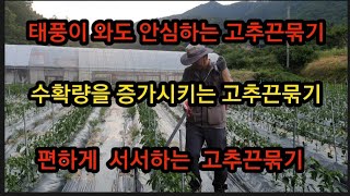 빠르게, 편하게, 짱짱하게 빨리 고추끈 묶는 방법 공개 #고추농사#고추재배#고추끈