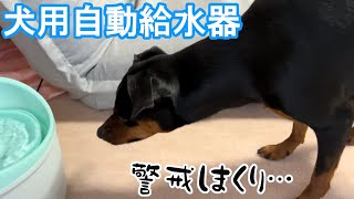 ジロに自動吸水器で水を飲んで欲しい飼い主【ミニピン】