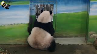 20190824 圓仔上課 The Giant Panda Yuan Zai