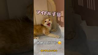 【アイドル猫 威嚇】保護した新入り子猫はアイドル的存在✨初めてのゴハンは穏やかに🍚🎶プリンちゃん / rescued a kitten #shorts #威嚇 #アイドル猫