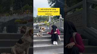 momen lucu ketika anjing liar ngajak salaman wanita cantik ‼️‼️ #ngakak #lucu #anjing #anjinglucu