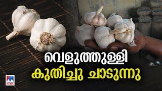 180 ല്‍ നിന്ന് 300 ലേക്ക്; കുതിച്ചുയര്‍ന്ന് വെളുത്തുള്ളി വില ​| Garlic price