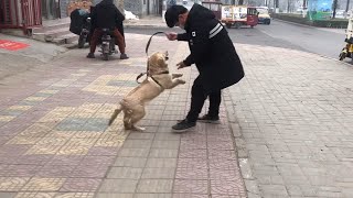 从狗肉车上救下一只金毛，下车后狗子太激动了，上蹿下跳的庆祝！