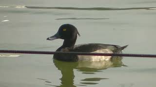 不忍池の野鳥〜キンクロハジロが優雅に泳ぐ2024年10月11日