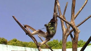 食事中のブラウンケナガクモザル（江戸川区自然動物園） Spider Monkey Feeding Time