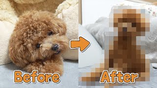 毛量の多い子犬のトリミングのビフォーアフターが違いすぎる【トイプードル】