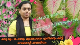 4K Views.. Plants hunting malayalam/തായ്‌ലൻഡ് വെറൈറ്റി കലേഡിയം എനിക്കും കിട്ടി / #planthunting