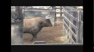 Encierro, aparte y embarque de toros para sincelejo 2013 - Ganaderia San Fermin