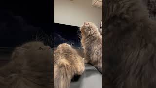 ラガマフィン　姉猫対妹猫 #猫のいる暮らし #ラガマフィン #子猫動画