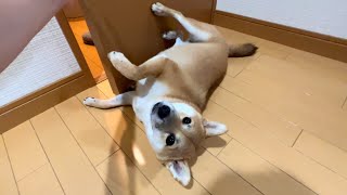 トイレの前で寝ている柴犬にトイレ行かせてとお願いするとこうなる