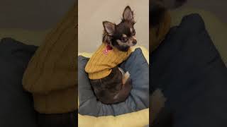 ベッドは裏側の方が寝心地いいらしい🐾　#shorts #子犬 #チワワ #クーッとくぅちゃん #chihuahua #dog