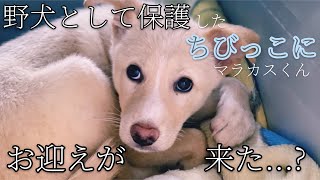 保護犬マラカスくんの物語～ピースワンコ・ジャパン～