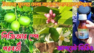 চায়না থ্রি সীডলেস লেবু চাষ পদ্ধতি | Seedless Lemon Farming | লেবু গাছের পরিচর্যা | চাঁদপুর সদর