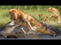 Brave Animals Dare To Confront Enemy To Save Their Comrades | Crocodile vs Lion